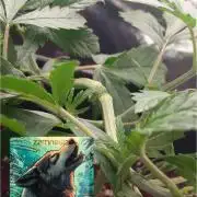 Howling Rasp Bear's diary