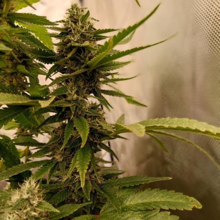 Lemon Cherry Gelato