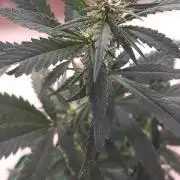 [Zamnesia] Strawberry Cough