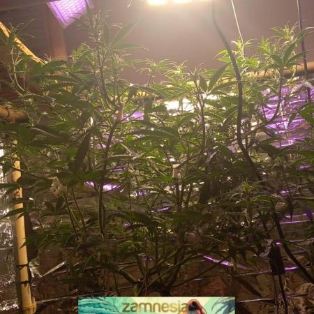 Howling Rasp Bear's diary