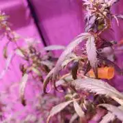 Mintz Punch auto feminized
