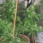 Chr.BerryPurple P autoXPineapple Express