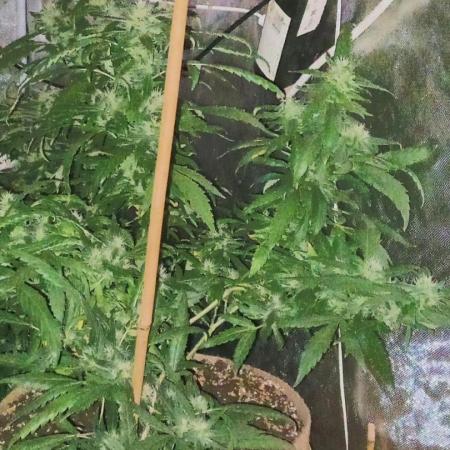 Chr.BerryPurple P autoXPineapple Express