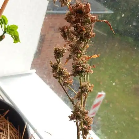 Haze Window