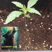 Howling Rasp Bear's diary