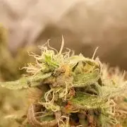 Chr.BerryPurple P autoXPineapple Express