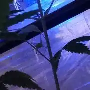 Regular Autoflower Indoor Landrace