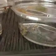 Regular Autoflower Indoor Landrace