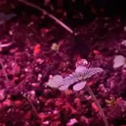 Regular Autoflower Indoor Landrace