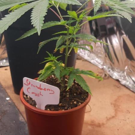[Zamnesia] Strawberry Cough