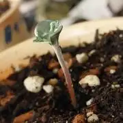 Tri Pass Gelato
