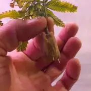 [Zamnesia] Strawberry Cough