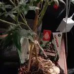 the one that survived