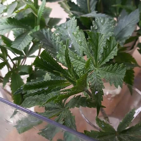 Regular Autoflower Indoor Landrace