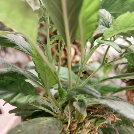 [Afghan Seed Conn] Kabul regular IBL