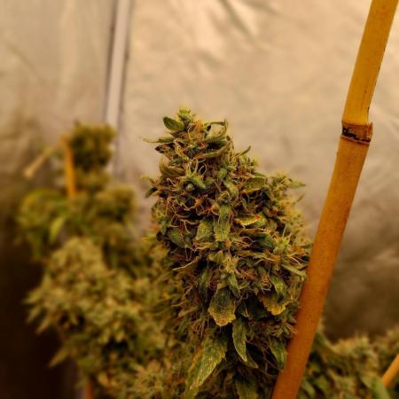 Chr.BerryPurple P autoXPineapple Express