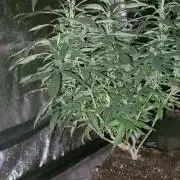 Chr.BerryPurple P autoXPineapple Express