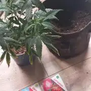 [Zamnesia] Strawberry Cough