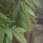 [Zamnesia] Strawberry Cough