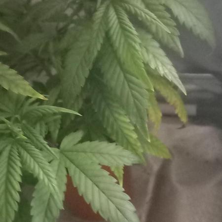 [Zamnesia] Strawberry Cough