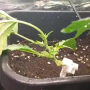 Howling Rasp Bear's diary