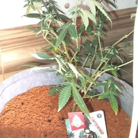 the one that survived