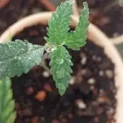 Kush Mintz X Lemon Orange