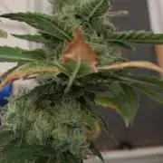 [DutchP] Blueberry regular IBL