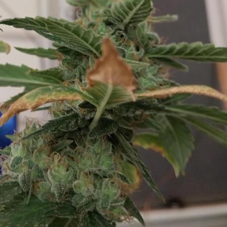 [DutchP] Blueberry regular IBL