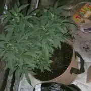 Chr.BerryPurple P autoXPineapple Express