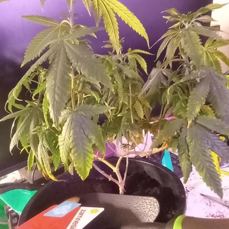 [Zamnesia] Strawberry Cough