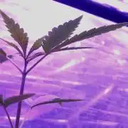 Regular Autoflower Indoor Landrace