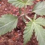 [Zamnesia] Strawberry Cough