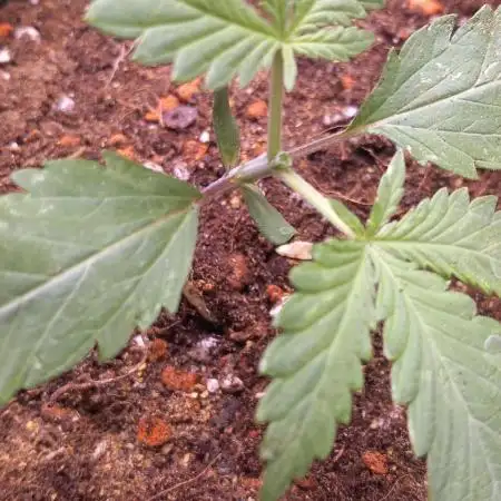 [Zamnesia] Strawberry Cough