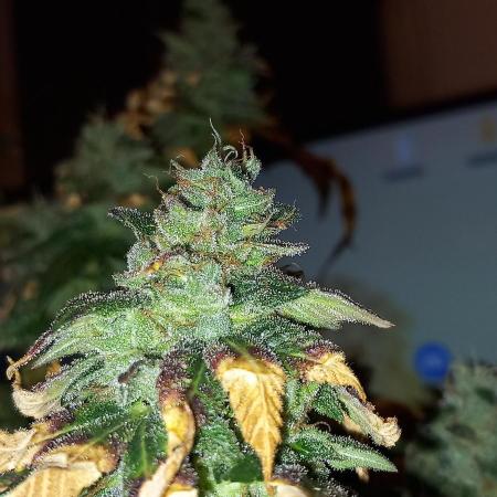 Chr.BerryPurple P autoXPineapple Express