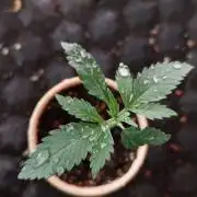 Kush Mintz X Lemon Orange