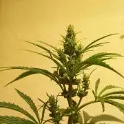 Regular Autoflower Indoor Landrace