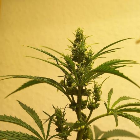 Regular Autoflower Indoor Landrace