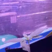 Regular Autoflower Indoor Landrace