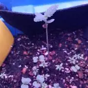 Regular Autoflower Indoor Landrace