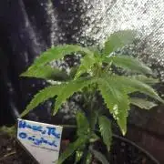 Haze Window