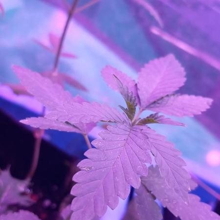 Regular Autoflower Indoor Landrace
