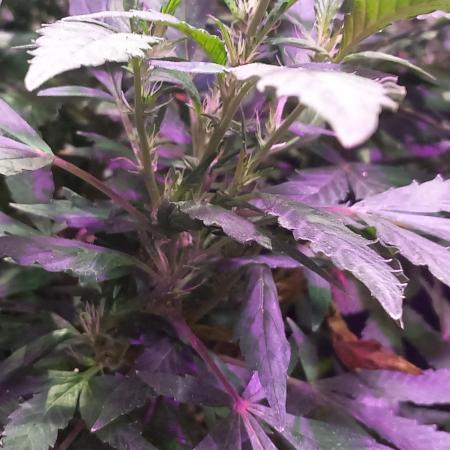 Chr.BerryPurple P autoXPineapple Express