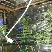 Regular Autoflower/FF Indoor Landrace