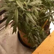 Chr.BerryPurple P autoXPineapple Express