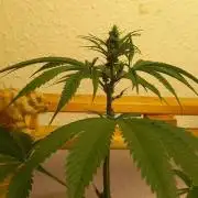 Regular Autoflower Indoor Landrace