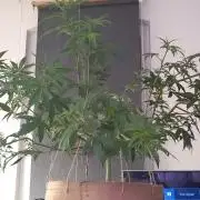 Howling Rasp Bear's diary