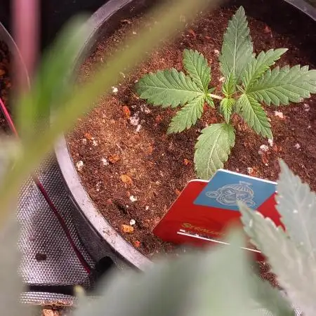 [Zamnesia] Strawberry Cough