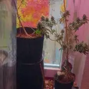 the one that survived