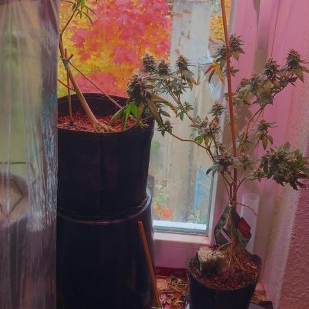 the one that survived